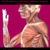 Alan Beardall – Clinical Kinesiology Volume 4