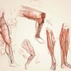 Anatomy Workshop vol.1-7 with Charles Hu