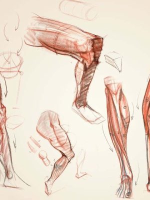 Anatomy Workshop vol.1-7 with Charles Hu