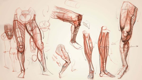 Anatomy Workshop vol.1-7 with Charles Hu