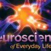 TTC – Neuroscience of Everyday Life